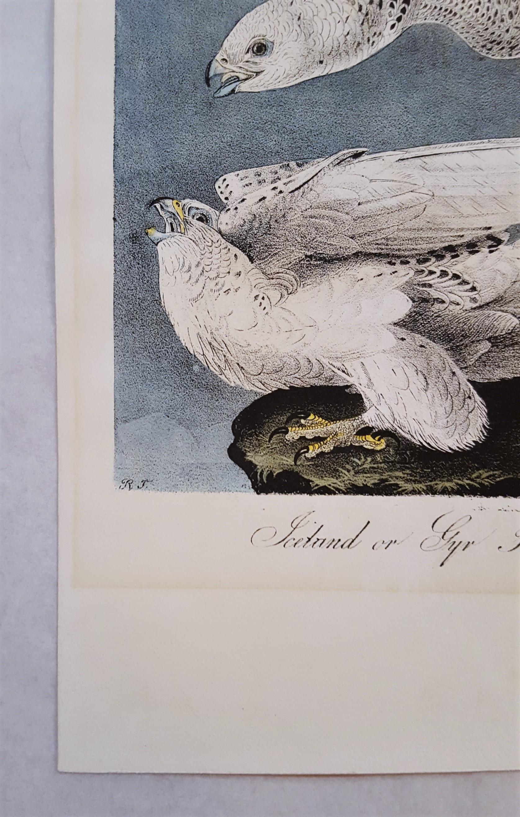 Iceland or Gyr Falcon - Gray Animal Print by John James Audubon