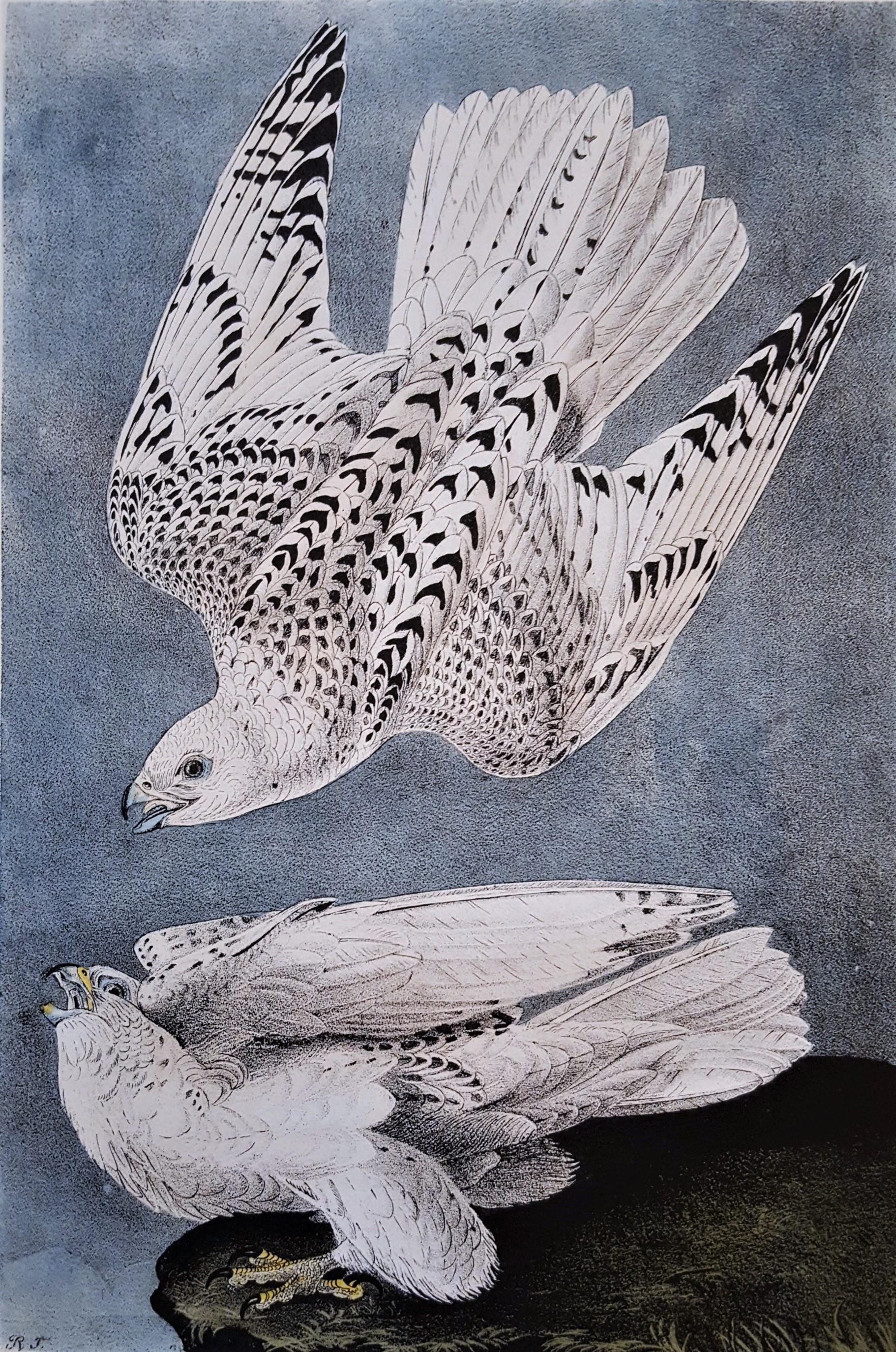 John James Audubon Animal Print - Iceland or Gyr Falcon