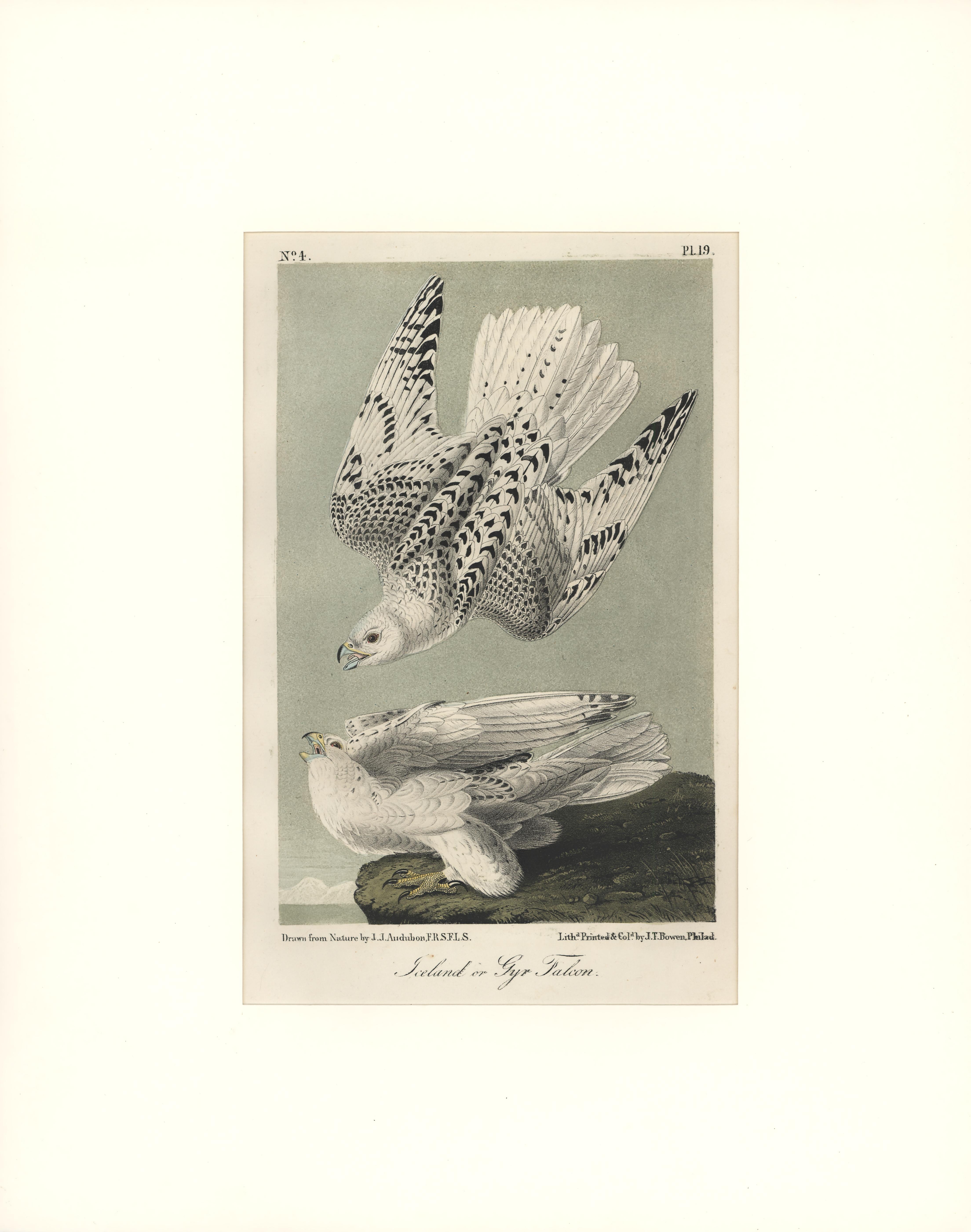 John James Audubon Animal Print - Iceland or Gyr Falcon