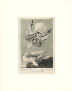 Antique Iceland or Gyr Falcon