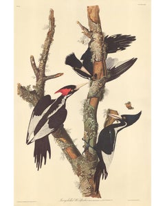  Ivory-billed Woodpecker.