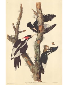 Ivory-billed Woodpecker.