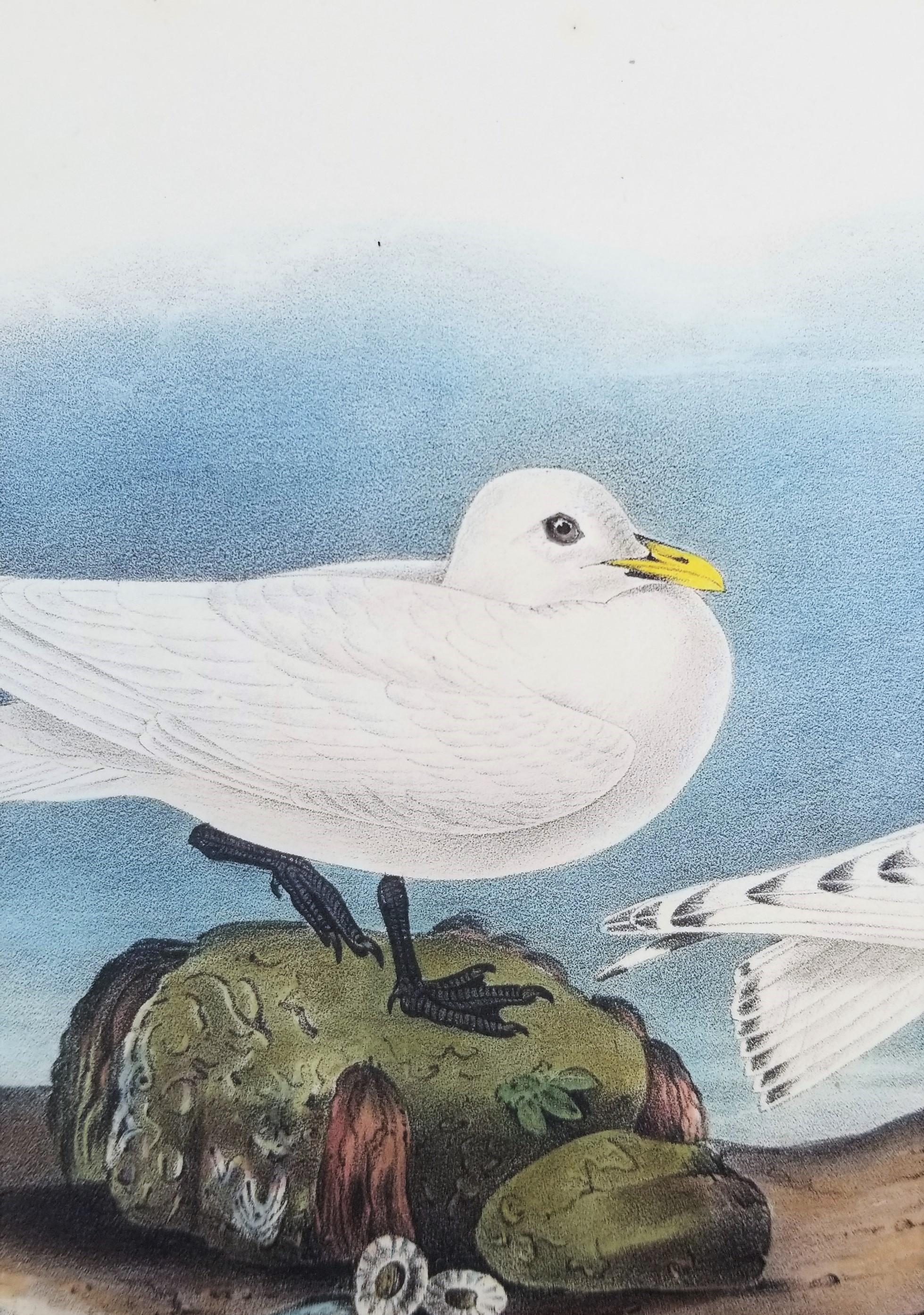Ivory Gull /// Ornithology Bird Audubon Seascape Beach Ocean Shorebird Shell For Sale 5