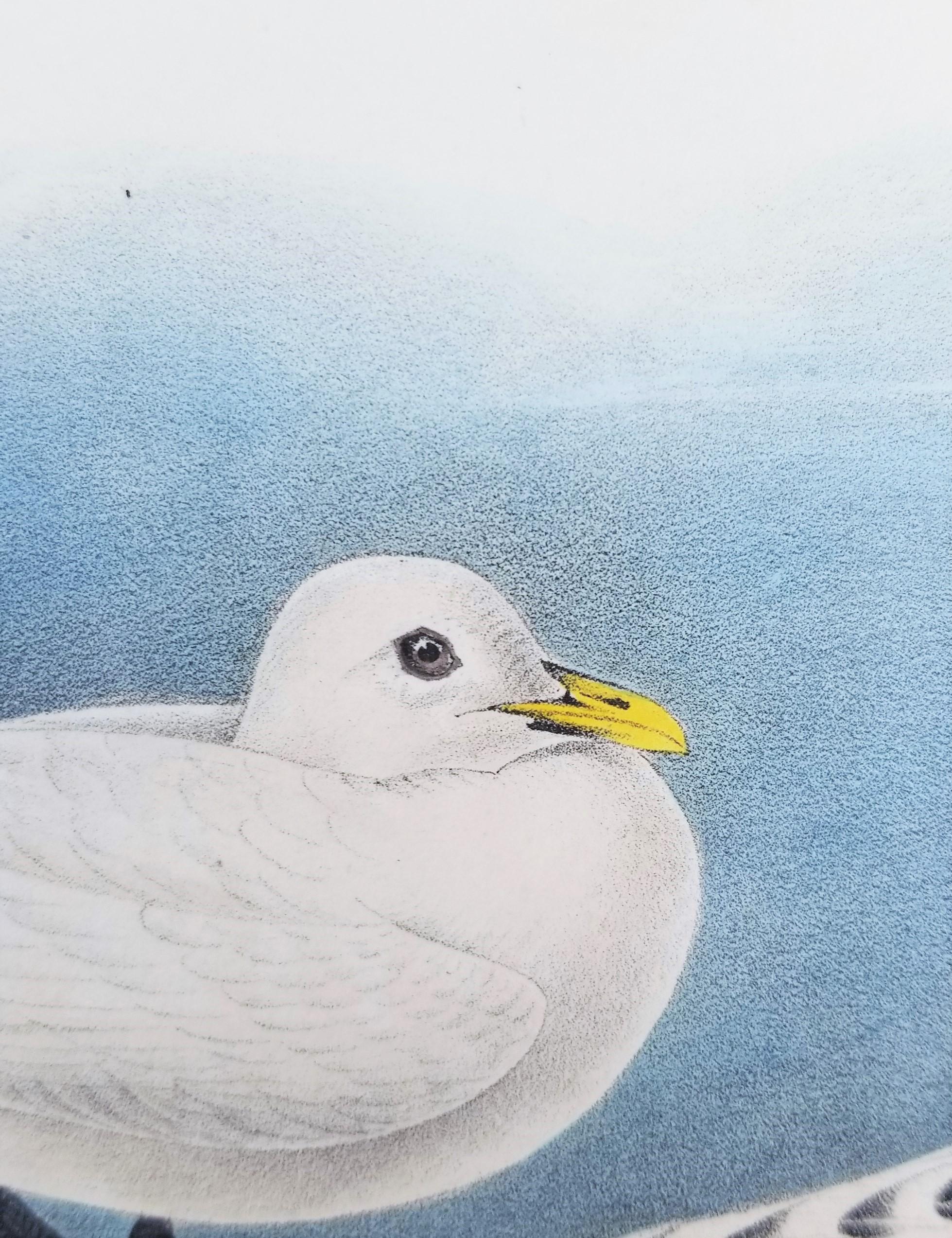 Ivory Gull /// Ornithology Bird Audubon Seascape Beach Ocean Shorebird Shell For Sale 6