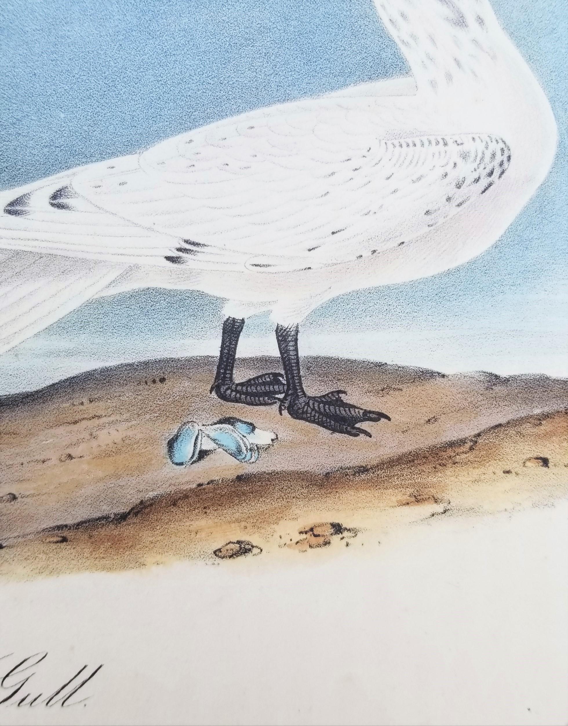 Ivory Gull /// Ornithology Bird Audubon Seascape Beach Ocean Shorebird Shell For Sale 7