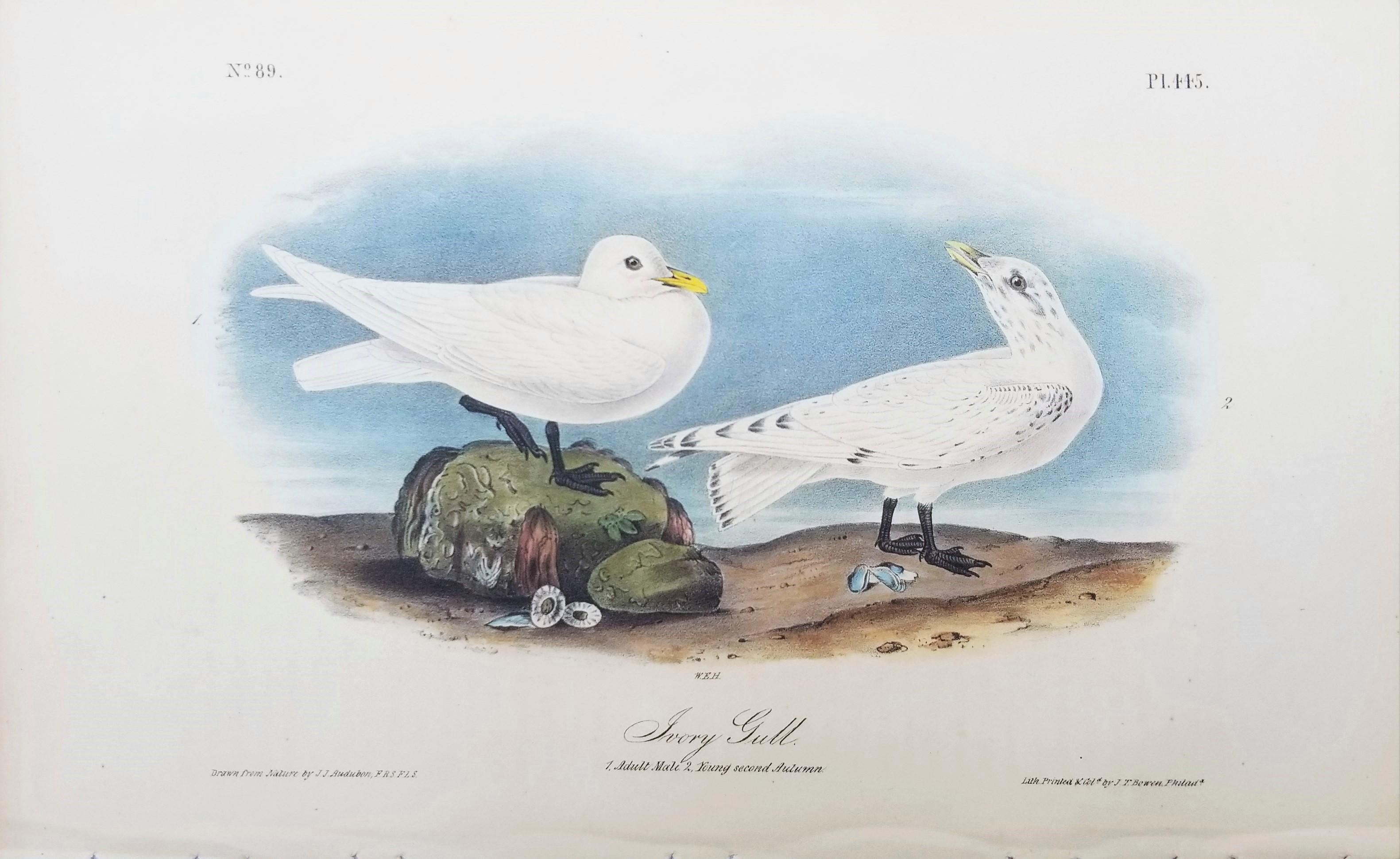 Ivory Gull /// Ornithology Bird Audubon Seascape Beach Ocean Shorebird Shell - Print by John James Audubon