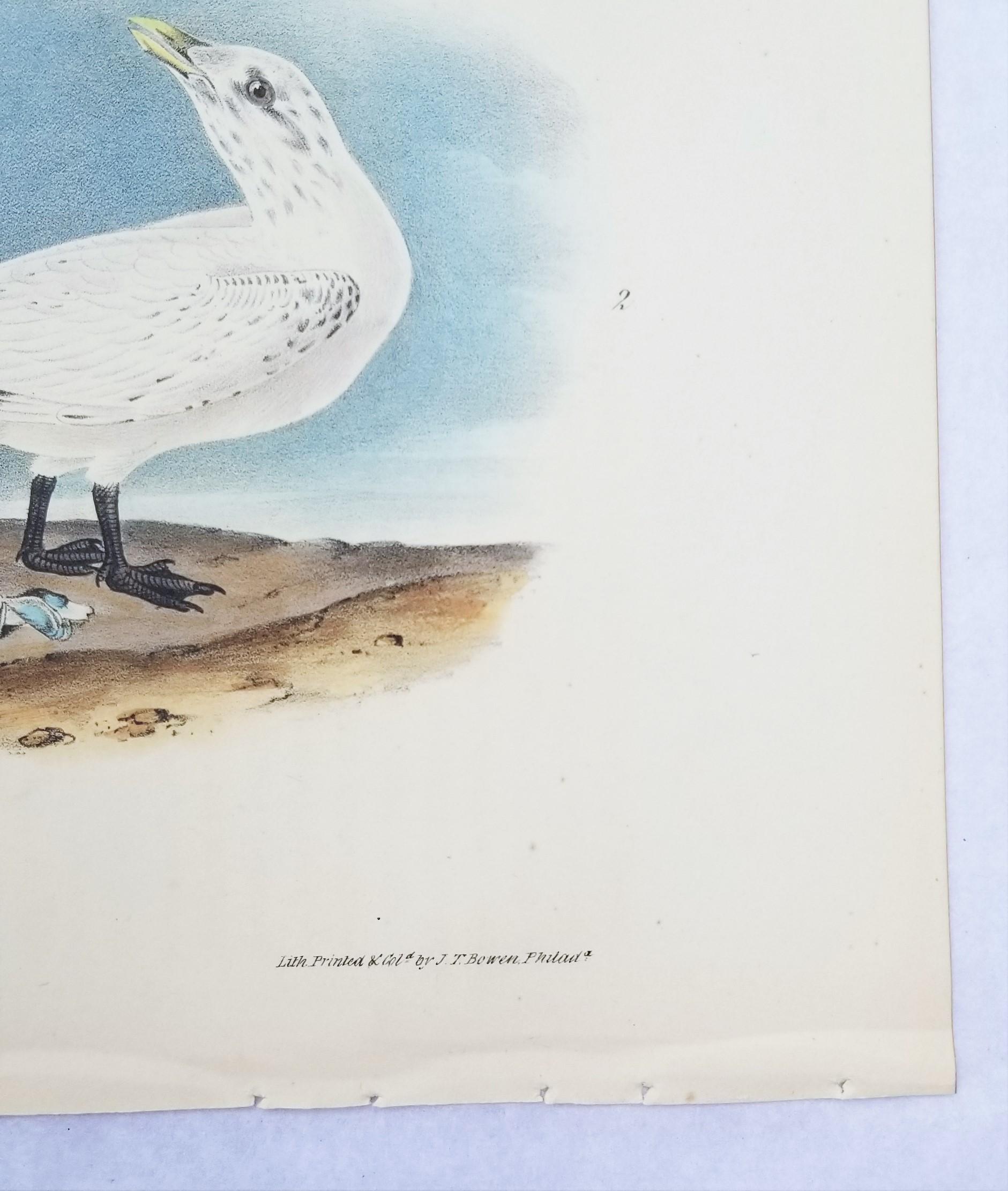 Ivory Gull /// Ornithology Bird Audubon Seascape Beach Ocean Shorebird Shell For Sale 2