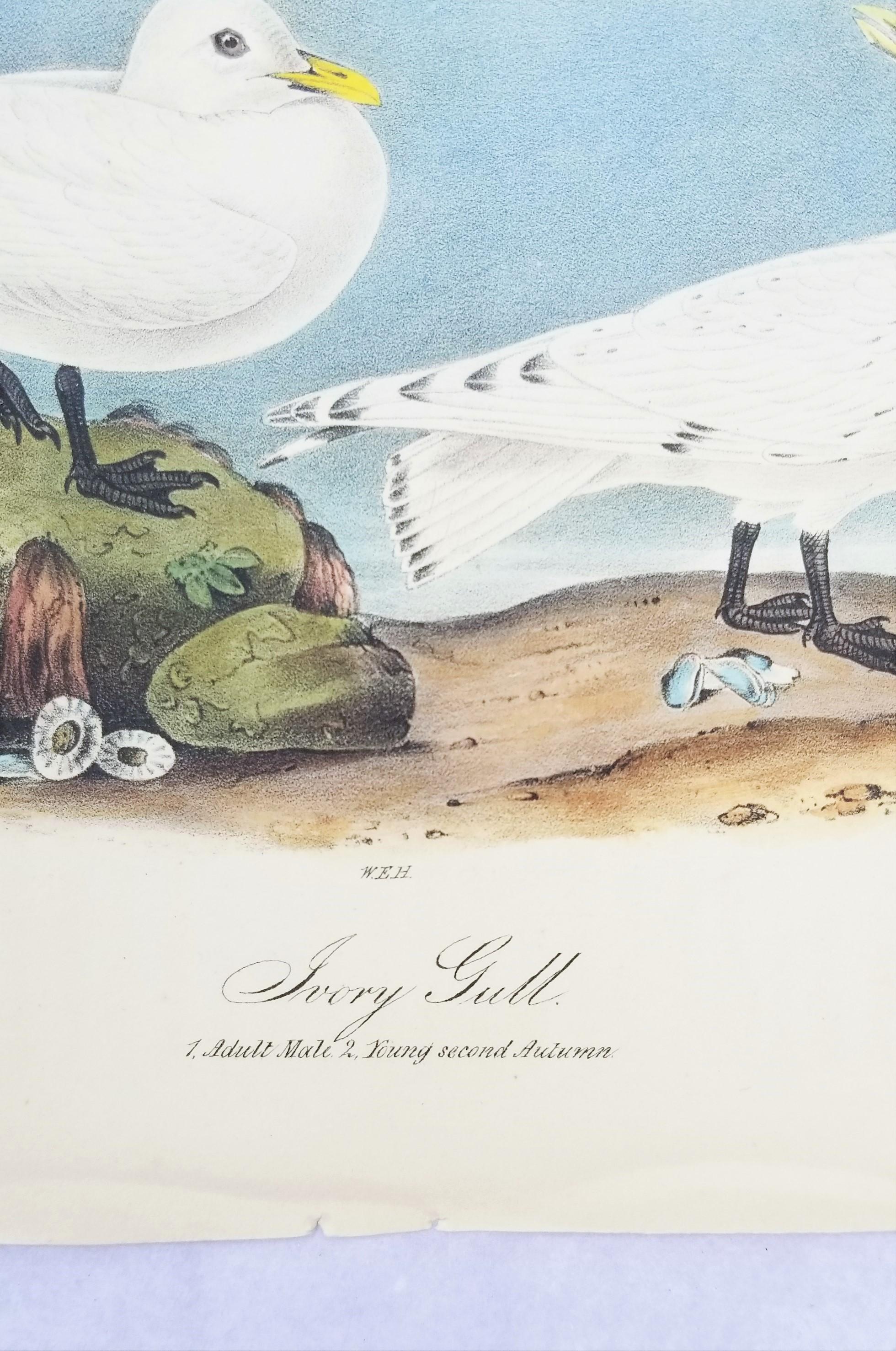 Ivory Gull /// Ornithology Bird Audubon Seascape Beach Ocean Shorebird Shell For Sale 4