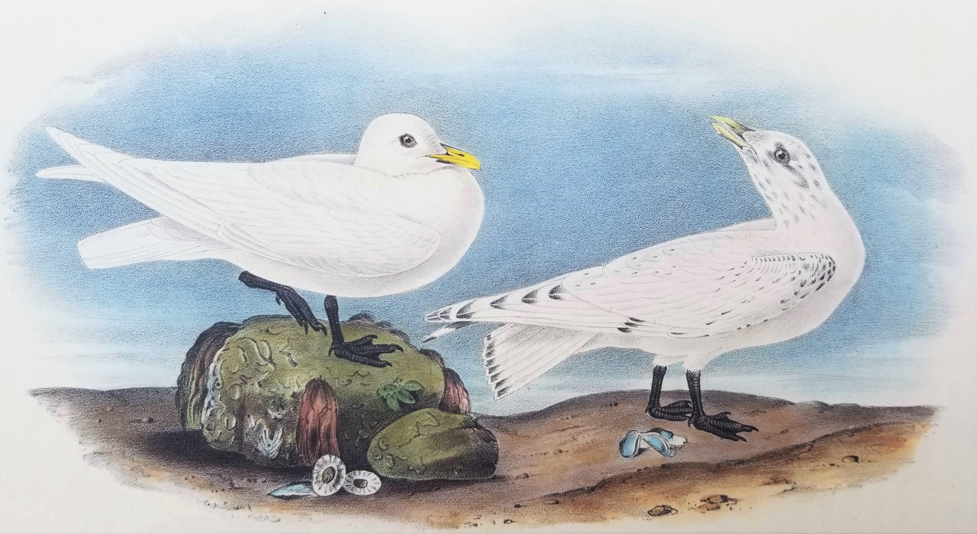 Animal Print John James Audubon - Gull ivoire /// Ornithology Bird Audubon Seascape Beach Ocean Shorebird Shell