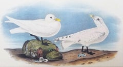 Antique Ivory Gull /// Ornithology Bird Audubon Seascape Beach Ocean Shorebird Shell