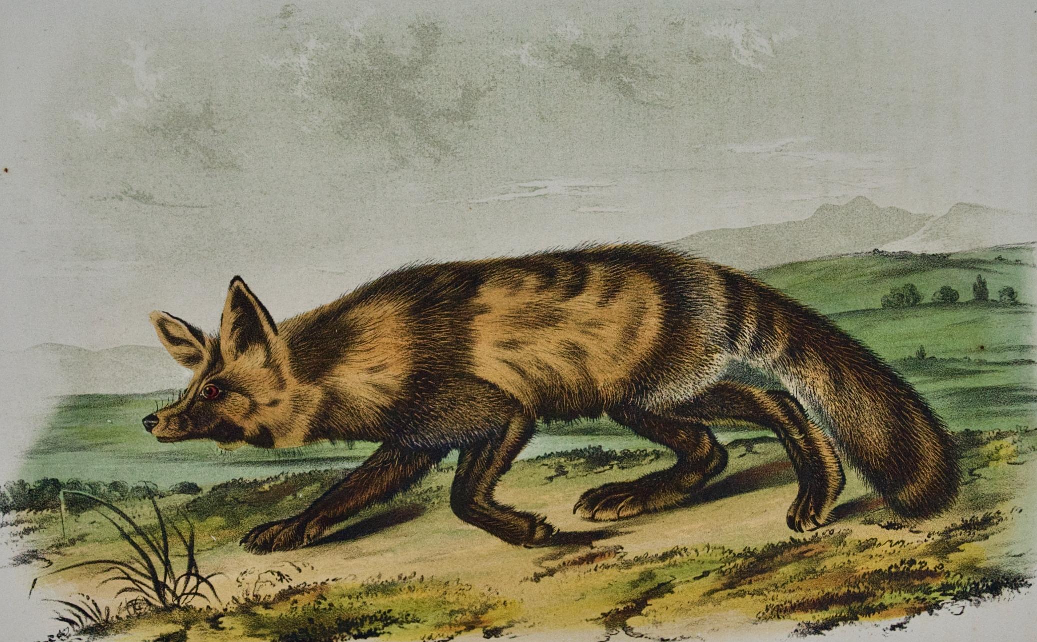 Jackall Fox: Una litografia originale del 19° secolo colorata a mano di John J. Audubon - Print di John James Audubon