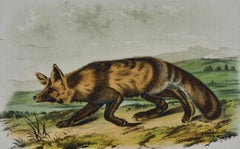 Jackall Fox: Una litografia originale del 19° secolo colorata a mano di John J. Audubon