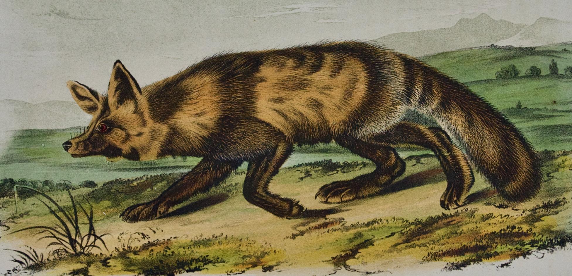Jackall Fox: Una litografia originale del 19° secolo colorata a mano di John J. Audubon - Print Naturalismo di John James Audubon