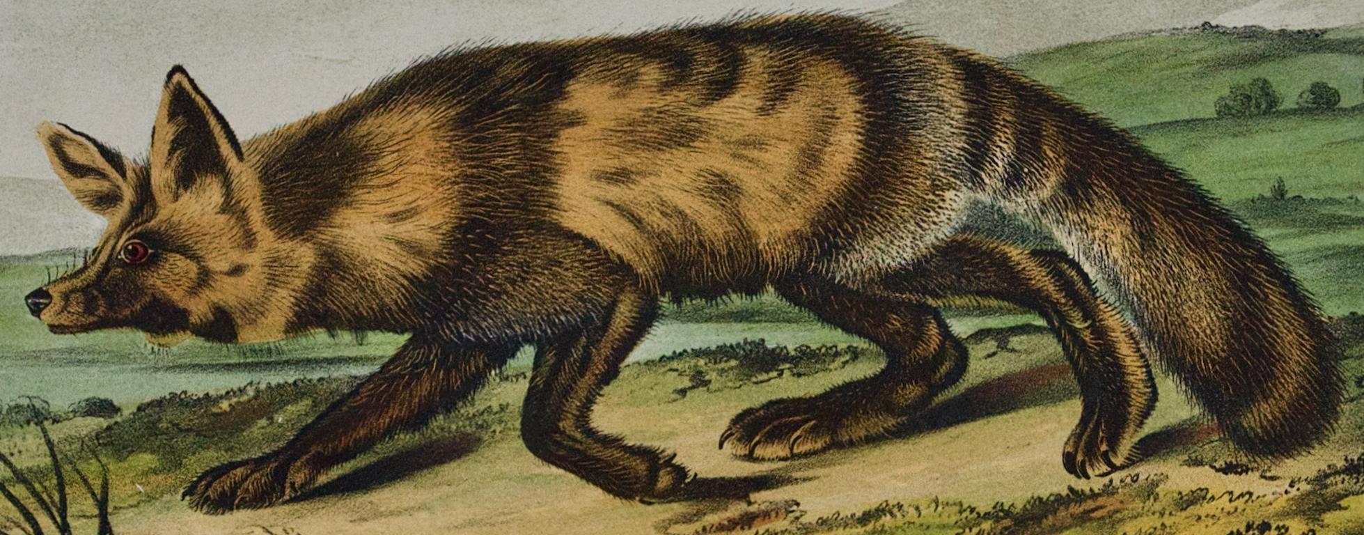 Jackall Fox: Una litografia originale del 19° secolo colorata a mano di John J. Audubon - Animal Print Grigio di John James Audubon