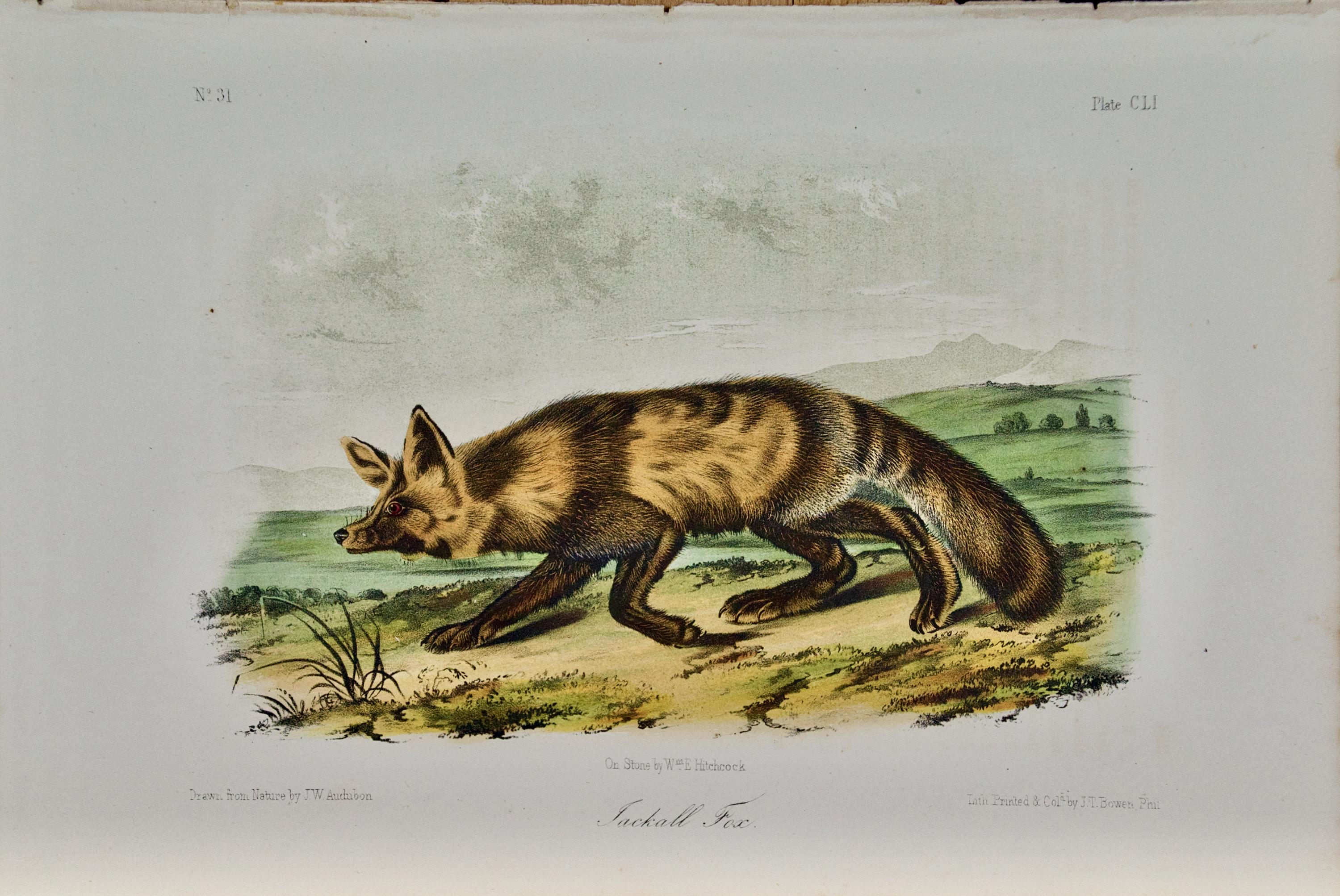 Animal Print di John James Audubon - Jackall Fox: Una litografia originale del 19° secolo colorata a mano di John J. Audubon