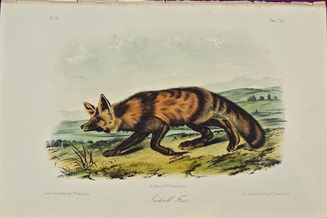 John James Audubon Landscape Print - "Jackall Fox" an Original Audubon Hand Colored Quadruped Lithograph