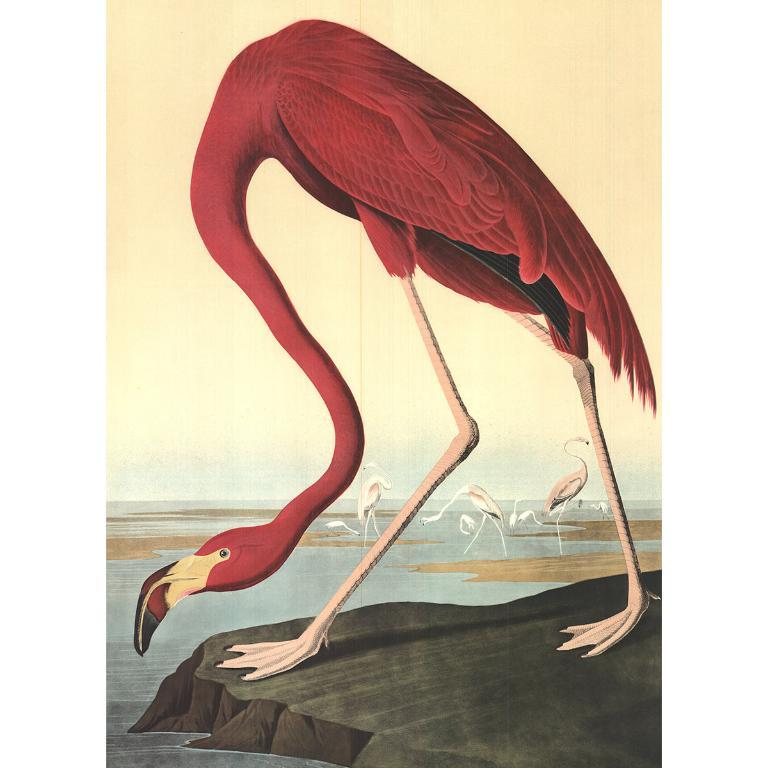 John James Audubon 'American Flamingo' 1960- Lithograph- Vintage For Sale 1