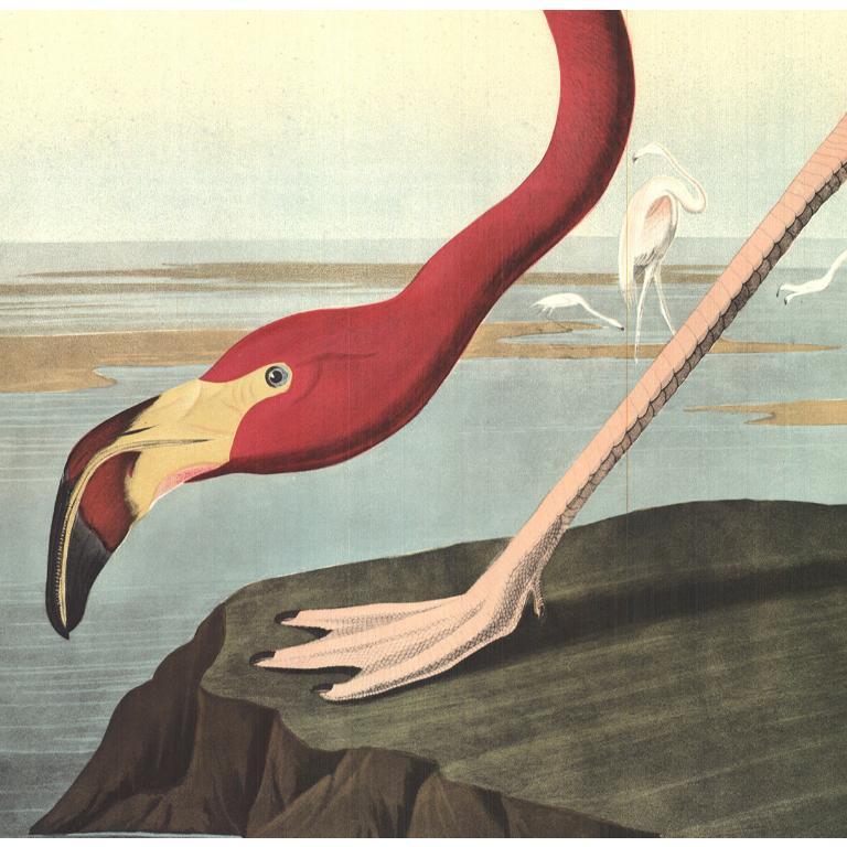 John James Audubon 'American Flamingo' 1960- Lithograph- Vintage For Sale 2