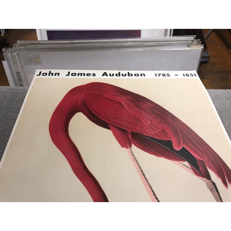 John James Audubon 'American Flamingo' 1960- Lithograph- Vintage For Sale 5