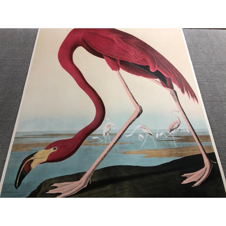 John James Audubon 'American Flamingo' 1960- Lithograph- Vintage For Sale 6