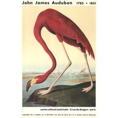 John James Audubon 'American Flamingo' 1960- Lithograph- Vintage