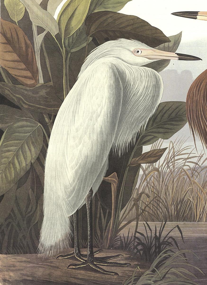 John James Audubon 'Purple Heron'- 1