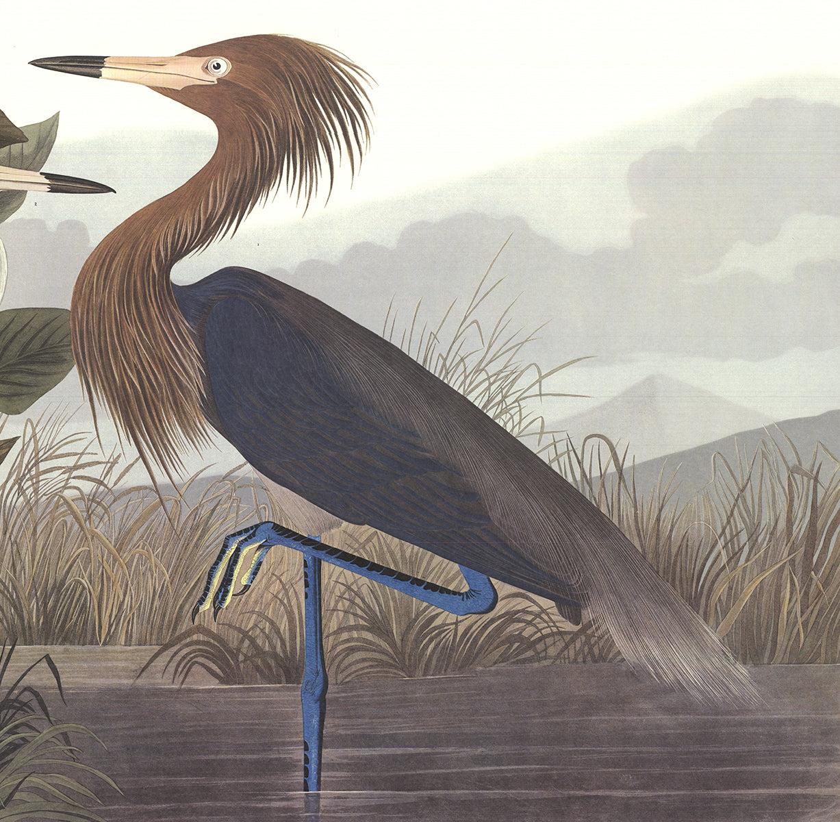 John James Audubon 'Purple Heron'- 2