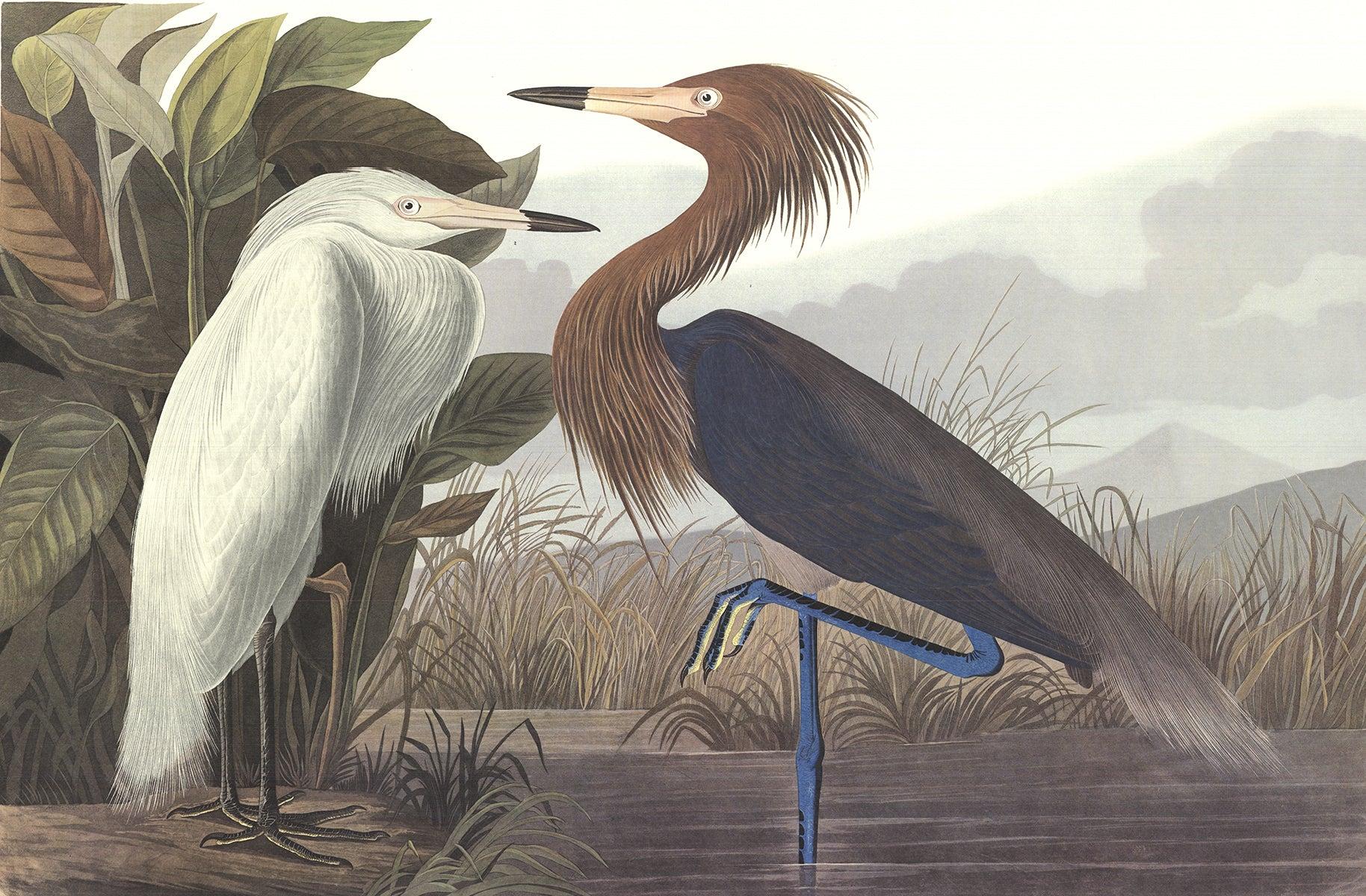 John James Audubon 'Purple Heron'- 3