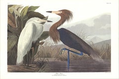 Retro John James Audubon 'Purple Heron'- 