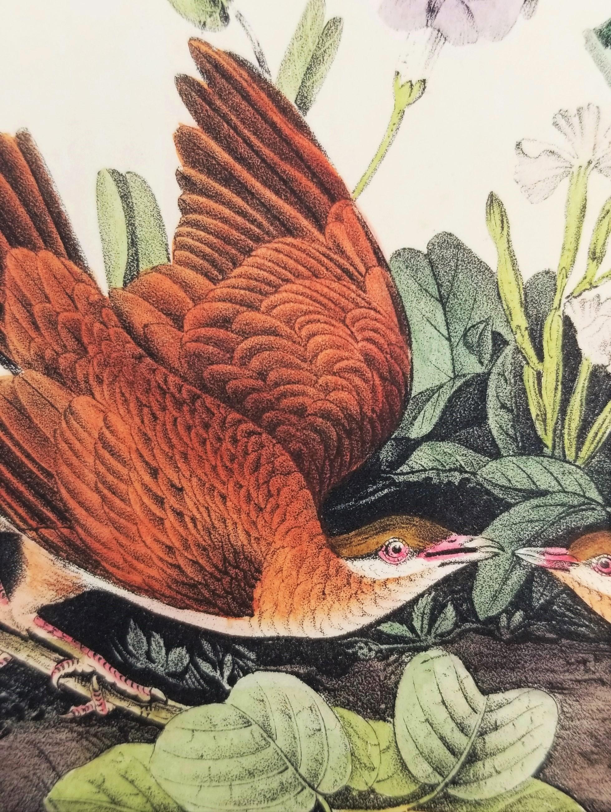 Key-West Taube /// Ornithology Vogel John James Audubon Shorebird Blumenpflanze Pflanze im Angebot 9