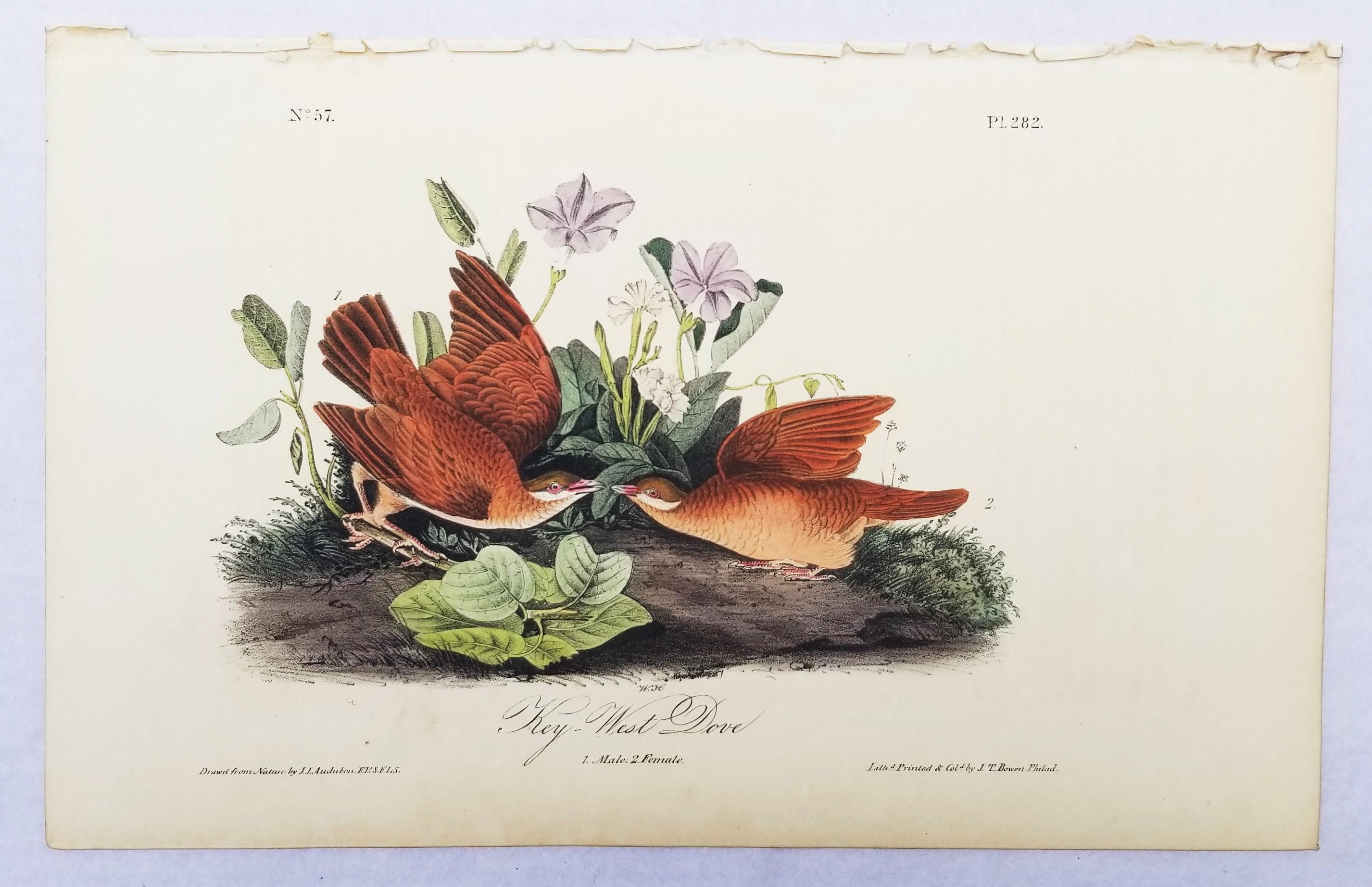 Key-West Dove /// Ornithology Bird John James Audubon Shorebird Flowers Plant For Sale 2