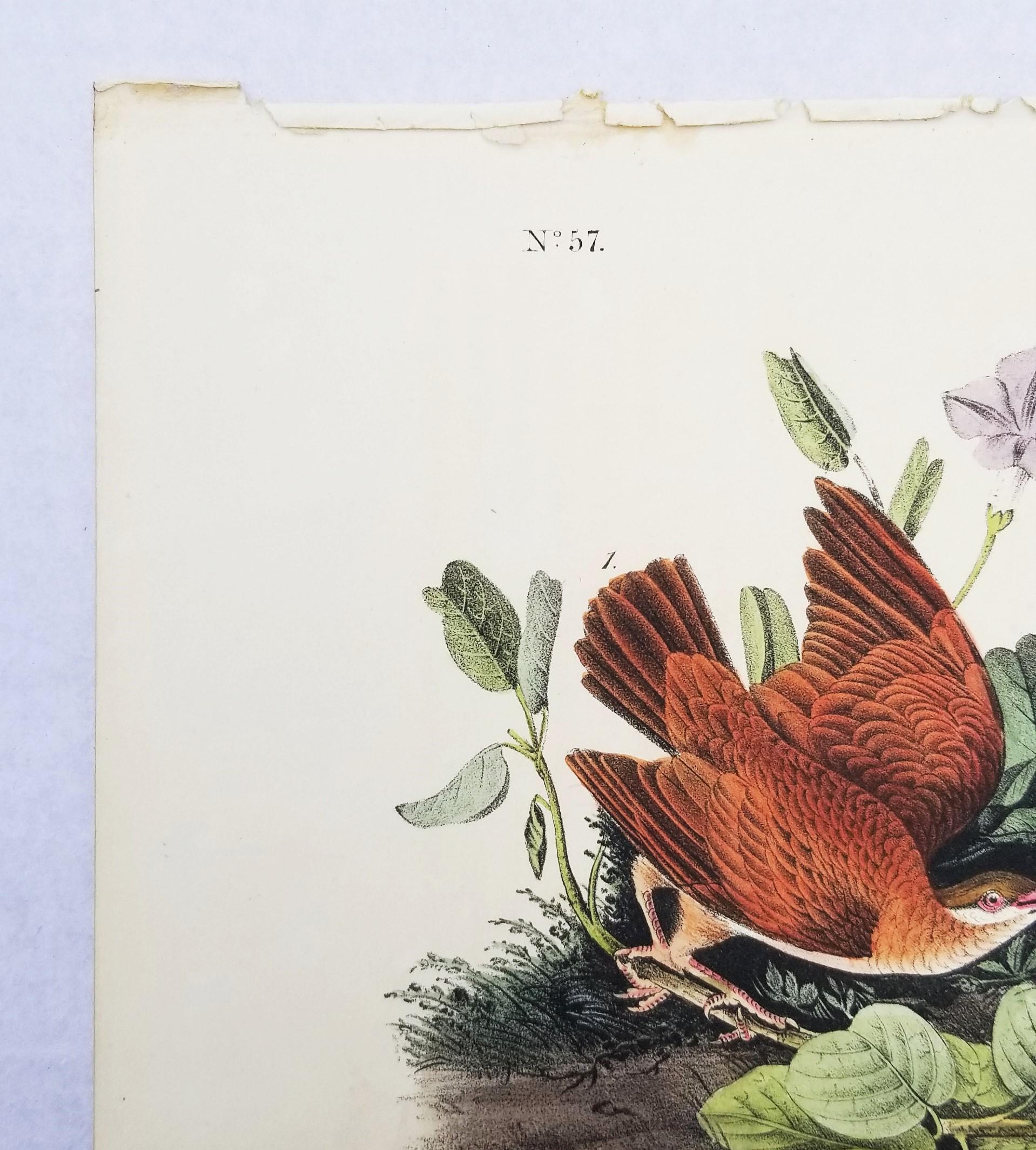 Key-West Dove /// Ornithology Bird John James Audubon Shorebird Flowers Plant For Sale 4