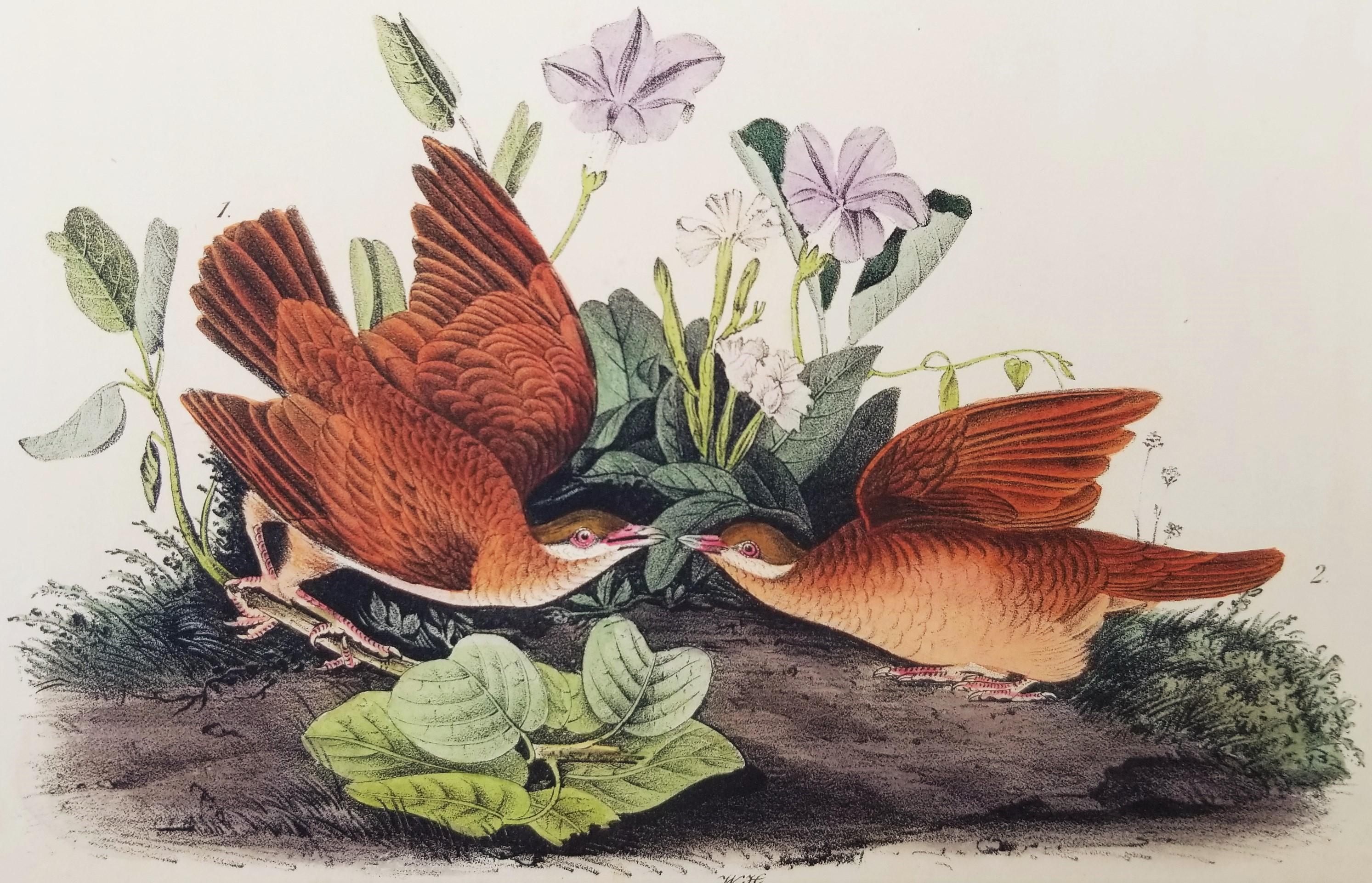 Tourterelle des bois /// Ornithologie Oiseau John James Audubon Oiseau de rivage Fleurs Plante