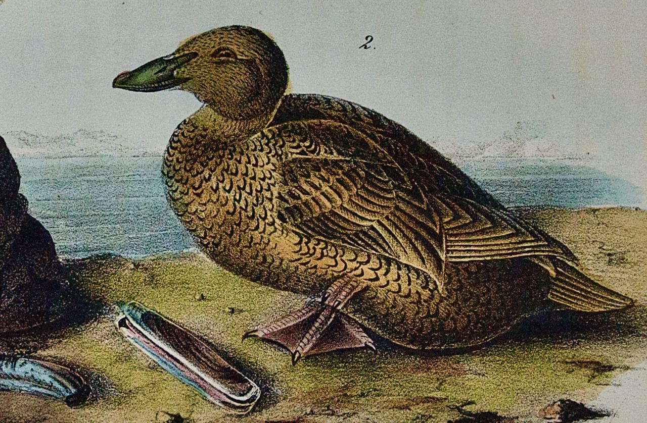 Dies ist ein Original John James Audubon handkoloriert königlichen ersten Oktav-Ausgabe Lithographie mit dem Titel 