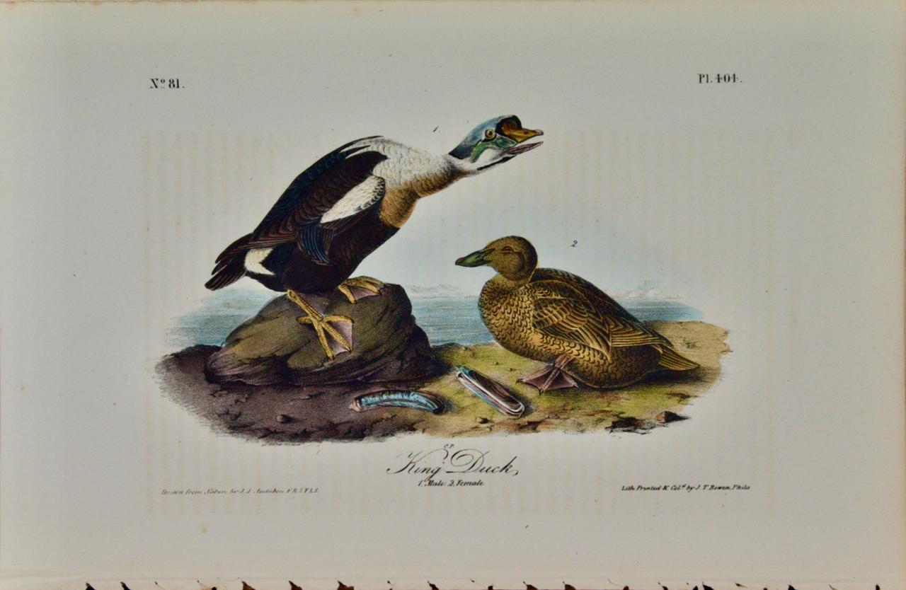 John James Audubon Landscape Print - "King Duck": An Original First Octavo Edition Audubon Hand-colored Lithograph 