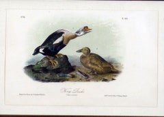 King Duck