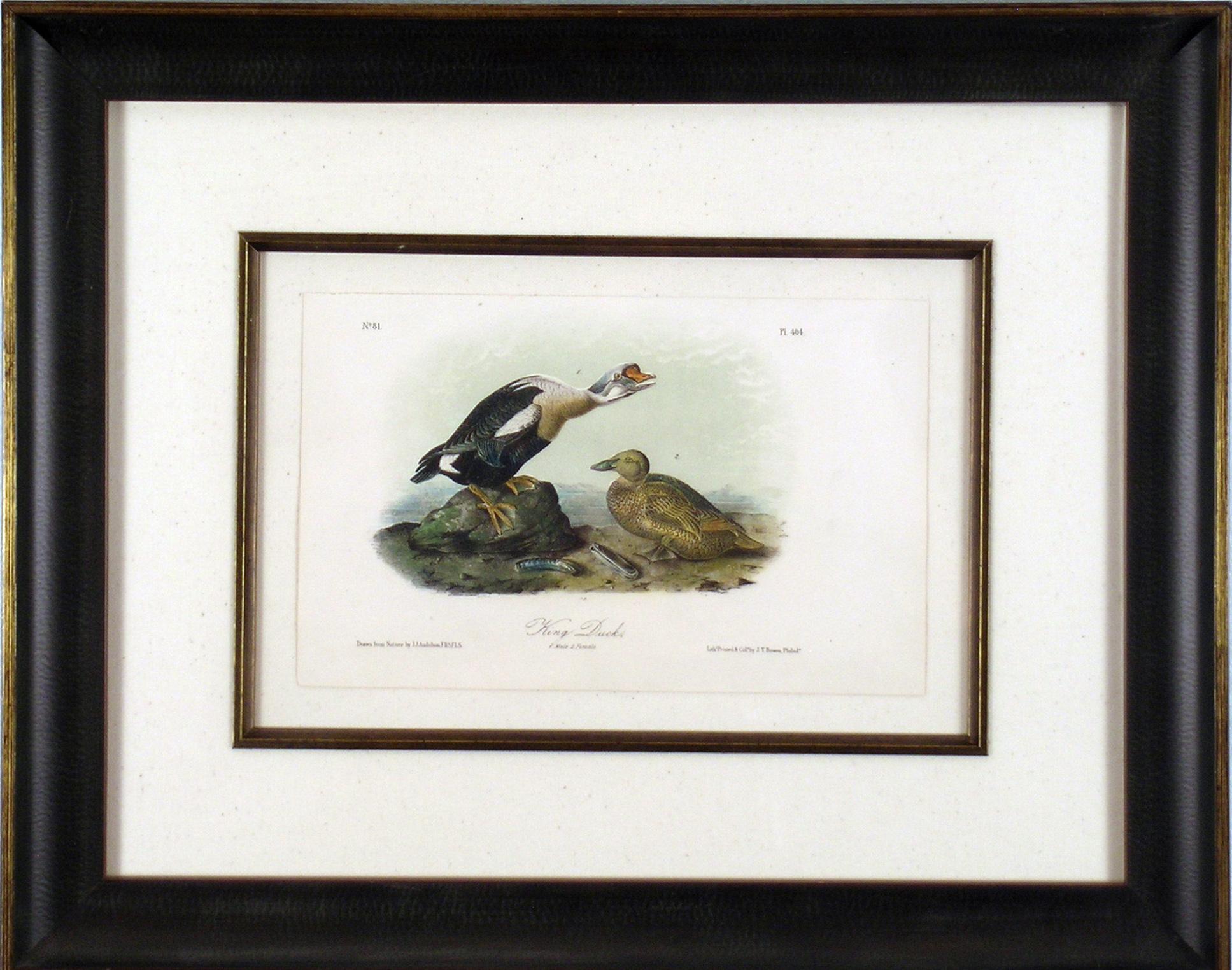 john james audubon birds of america value