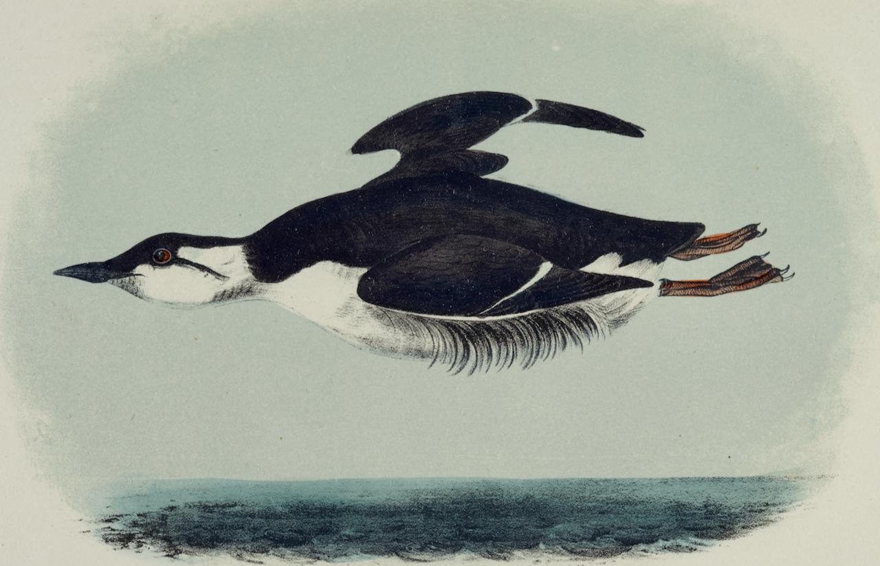 Guillemot du 19e siècle : Lithographie d'oiseau d'origine Audubon colorée à la main  - Print de John James Audubon