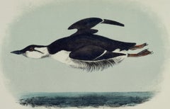 Large-billed Guillemot: Original 19th C. Audubon Hand-colored Bird Lithograph