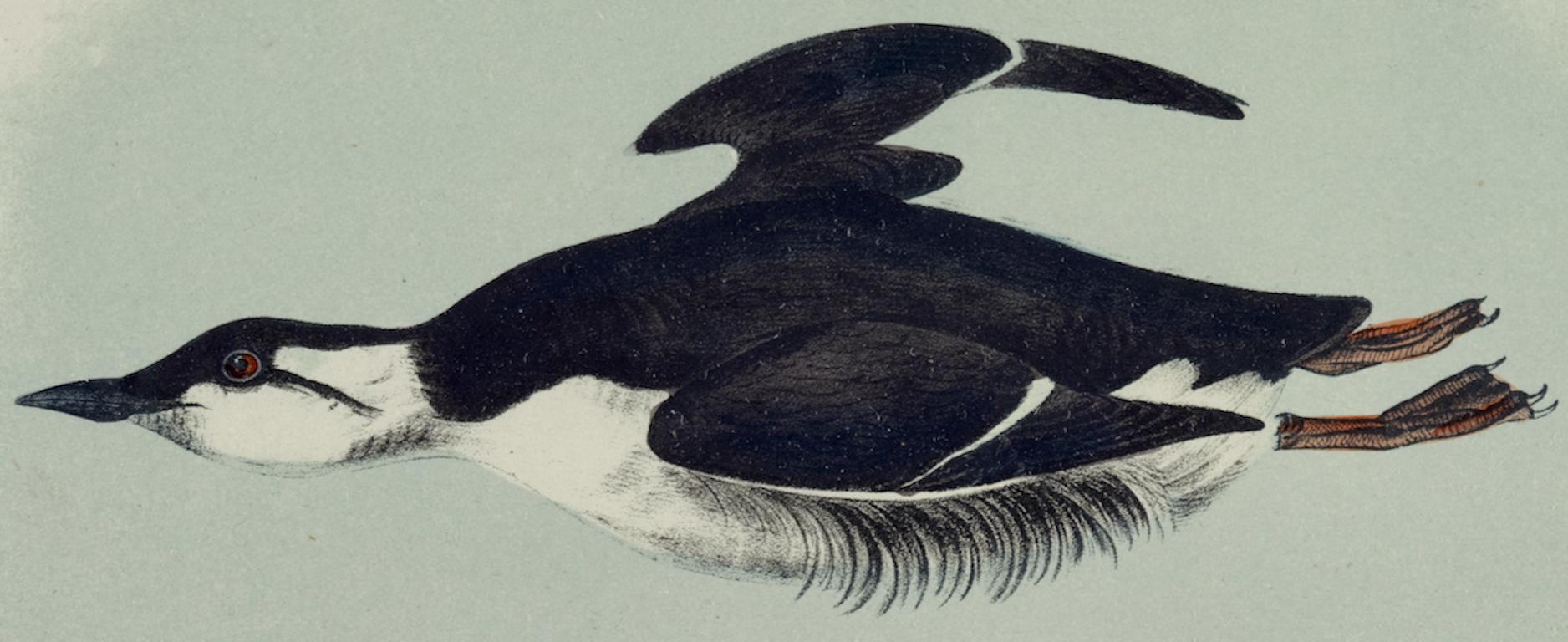Guillemot du 19e siècle : Lithographie d'oiseau d'origine Audubon colorée à la main  - Naturalisme Print par John James Audubon