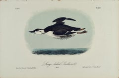 Antique Large-billed Guillemot: Original 19th C. Audubon Hand-colored Bird Lithograph 