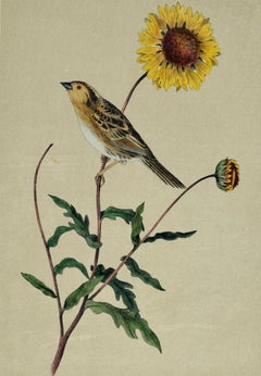 Le Contis Sharp-tailed Bunting: Original Audubon Hand-colored Bird Lithograph