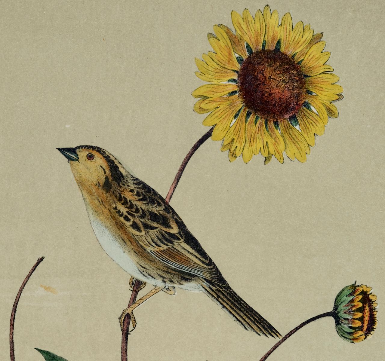 Le Contis Sharp-tailed Bunting: Original Audubon Handkolorierte Vogellithographie mit schwarzem Schwanz (Naturalismus), Print, von John James Audubon