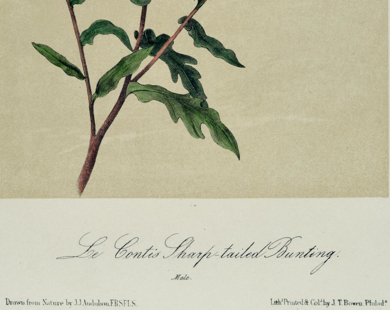 Le Contis Sharp-tailed Bunting: Original Audubon Hand-colored Bird Lithograph  - Naturalistic Print by John James Audubon