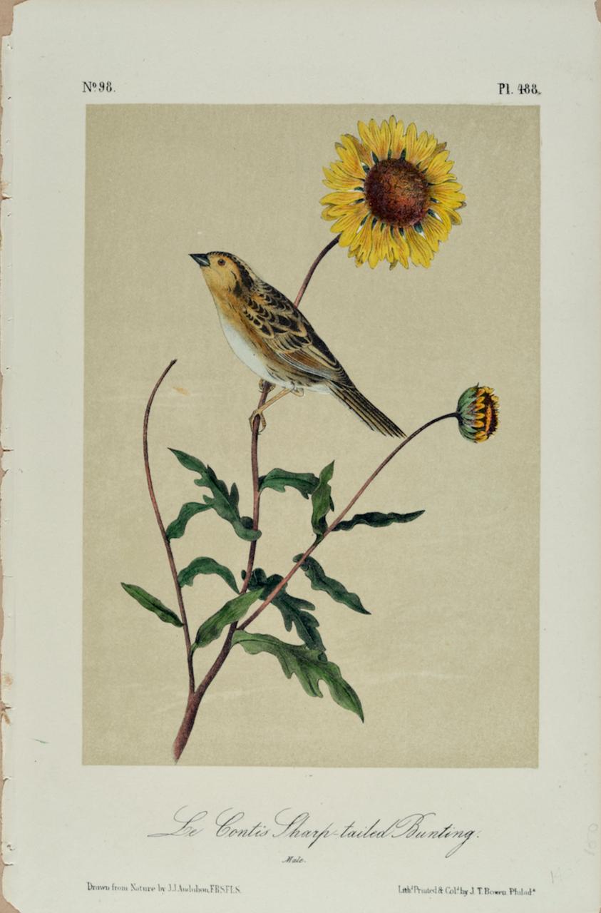 John James Audubon Landscape Print – Le Contis Sharp-tailed Bunting: Original Audubon Handkolorierte Vogellithographie mit schwarzem Schwanz 
