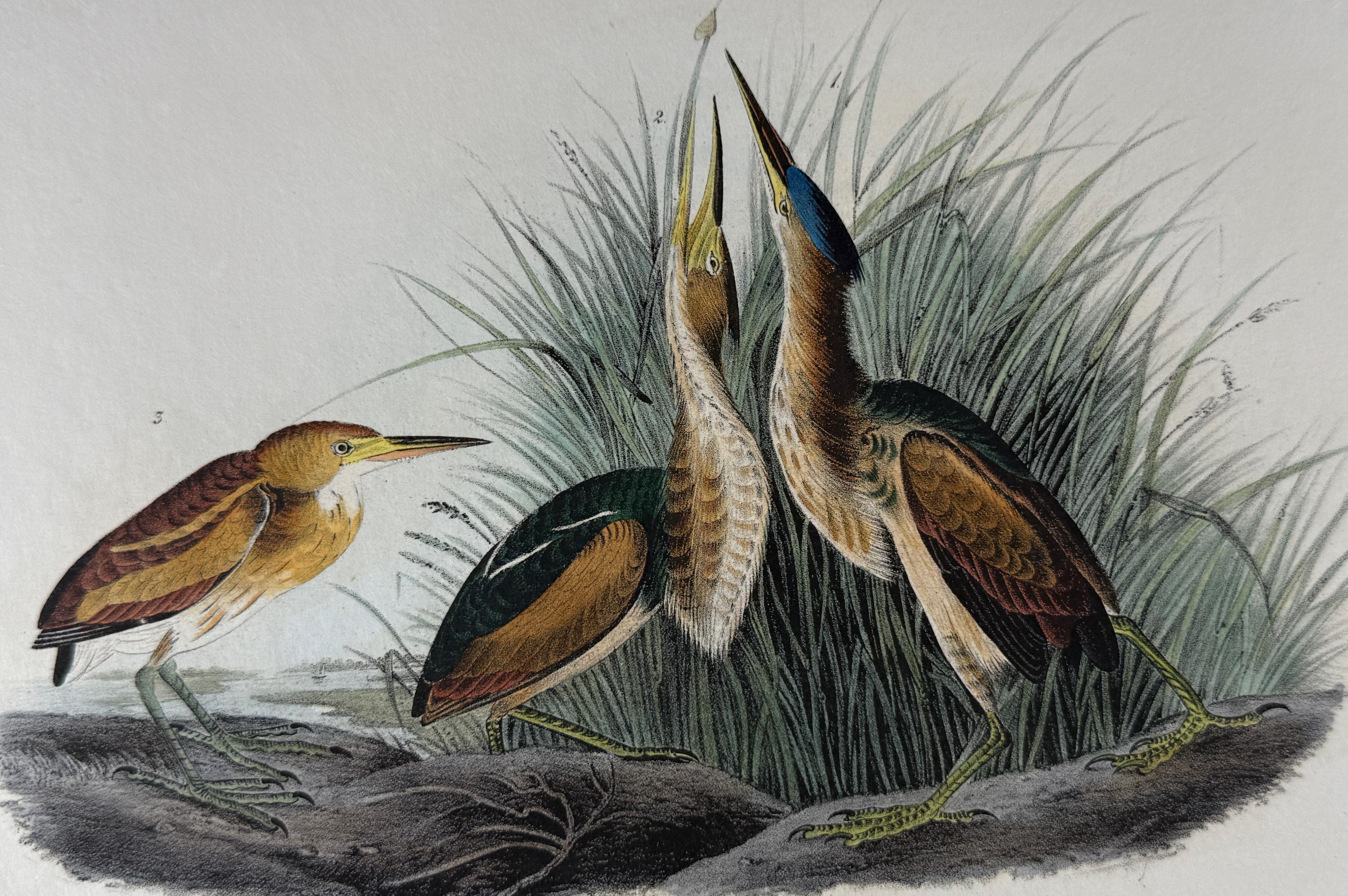 Least Bittern Birds: Original 19th C. 1st Ed. Audubon Hand-colored Lithograph - Print by John James Audubon