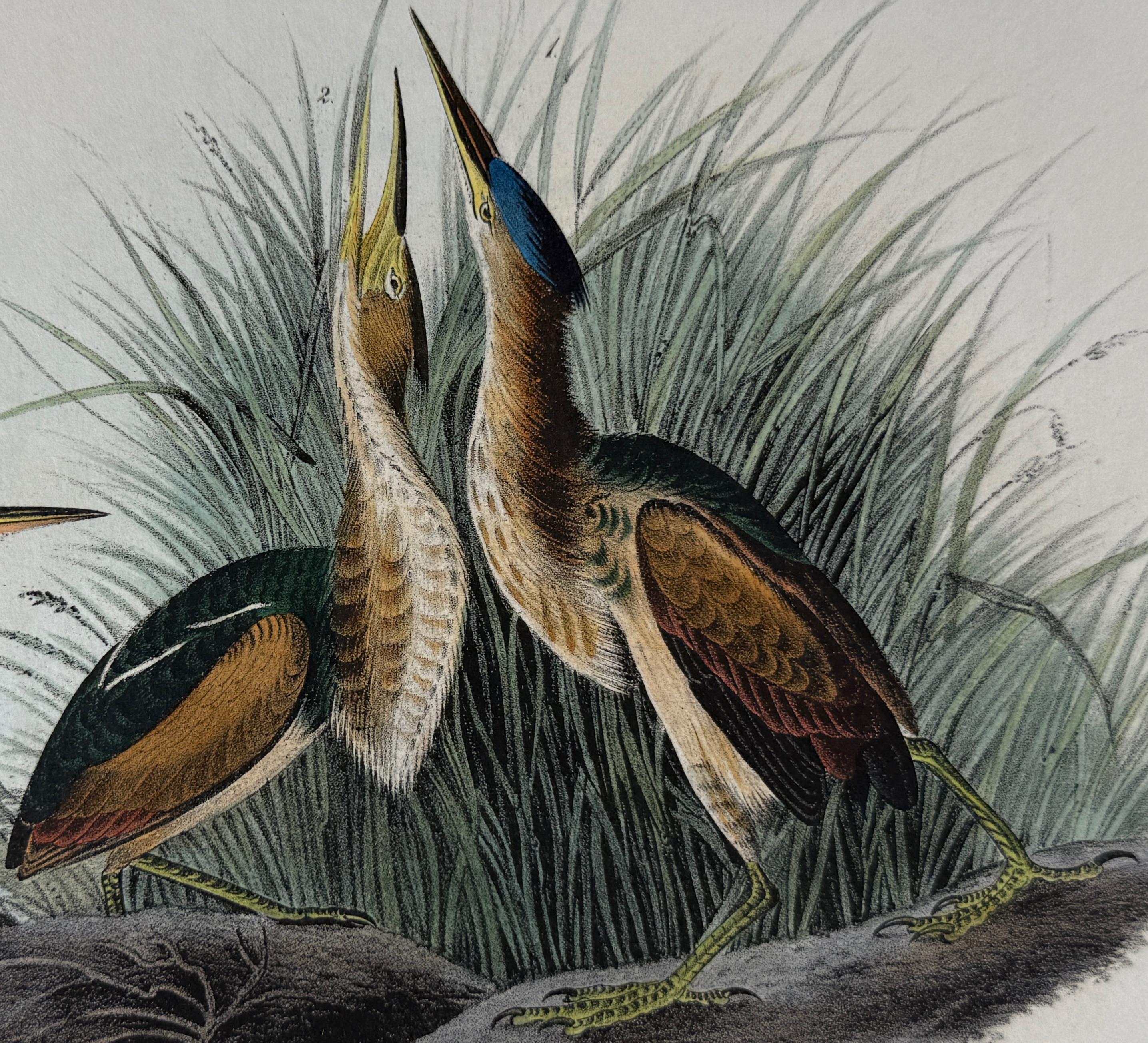 Least Bittern Birds: Original 19th C. 1st Ed. Audubon Hand-colored Lithograph - Naturalistic Print by John James Audubon