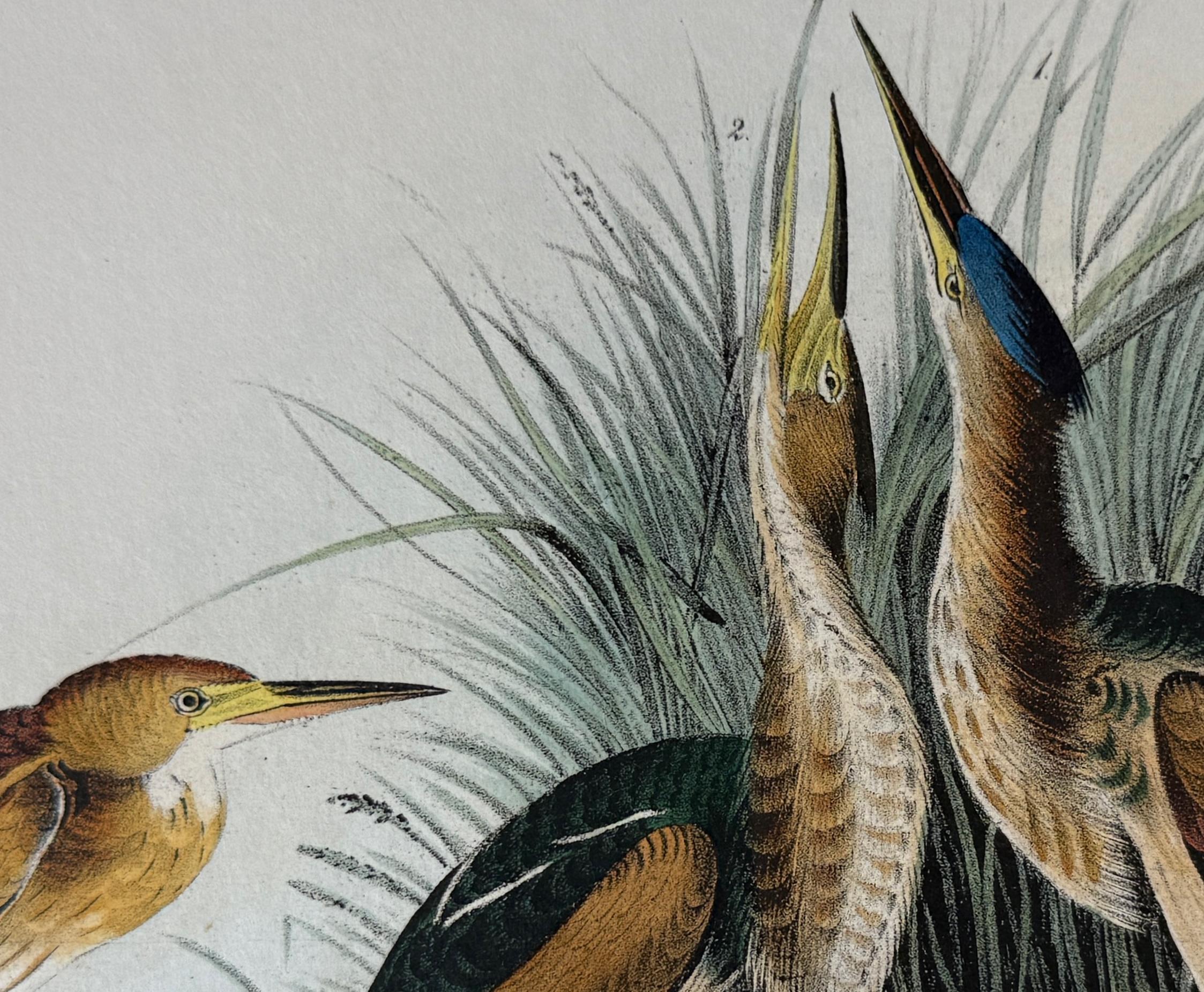 Least Bittern Birds: Original 19th C. 1st Ed. Audubon Hand-colored Lithograph - Gray Landscape Print by John James Audubon