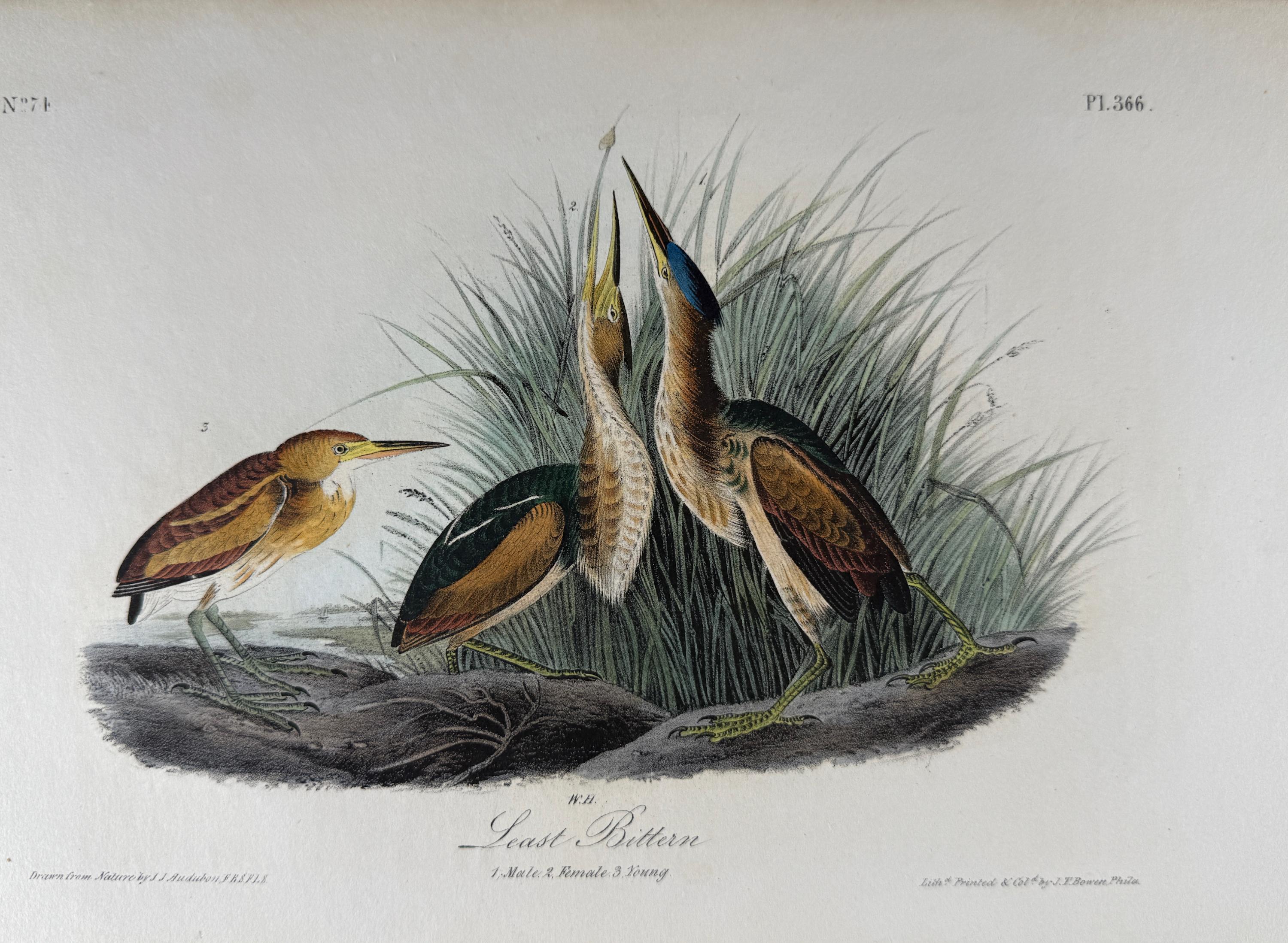 John James Audubon Landscape Print - Least Bittern Birds: Original 19th C. 1st Ed. Audubon Hand-colored Lithograph