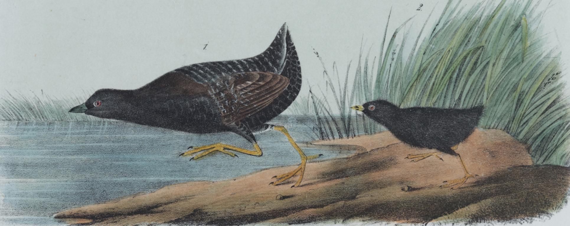 Least Water-Rail: Eine handkolorierte Vogellithographie aus dem 19. Jahrhundert, Audubon  – Print von John James Audubon